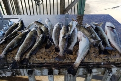 2019 Carrabelle