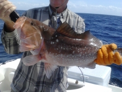 RonReaganEnglewoodRedGrouper