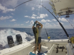 Dylans Dolphin Abacos Bahamas 2016