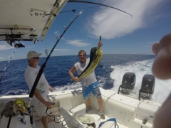Mikes Dolphin, Abacos Bahamas 2016