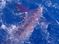 Marlin2