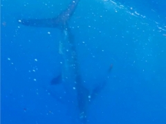 MarlinRelease