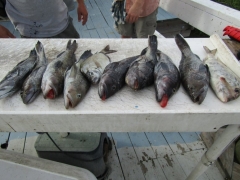 ByCatch1