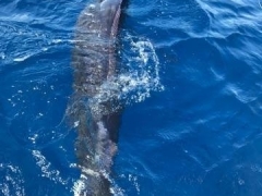 Orange Beach Blue Marlin (002)