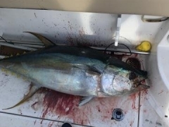 Orange Beach Tuna (002)