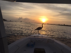 Heron on bow of Loophole