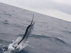 Jumping Sailfish