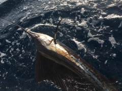 Sailfish by boat