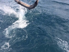 Sailfish jumping while on leader