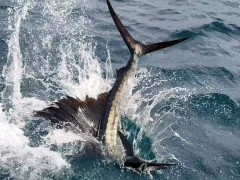 Sailfish splash