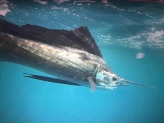 Sailfish underwater