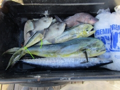 CatchBB1