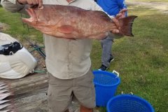 StolenGrouper